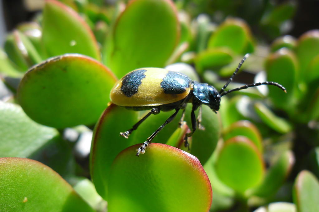 Rinconcito Verde Ujarrás Dış mekan fotoğraf