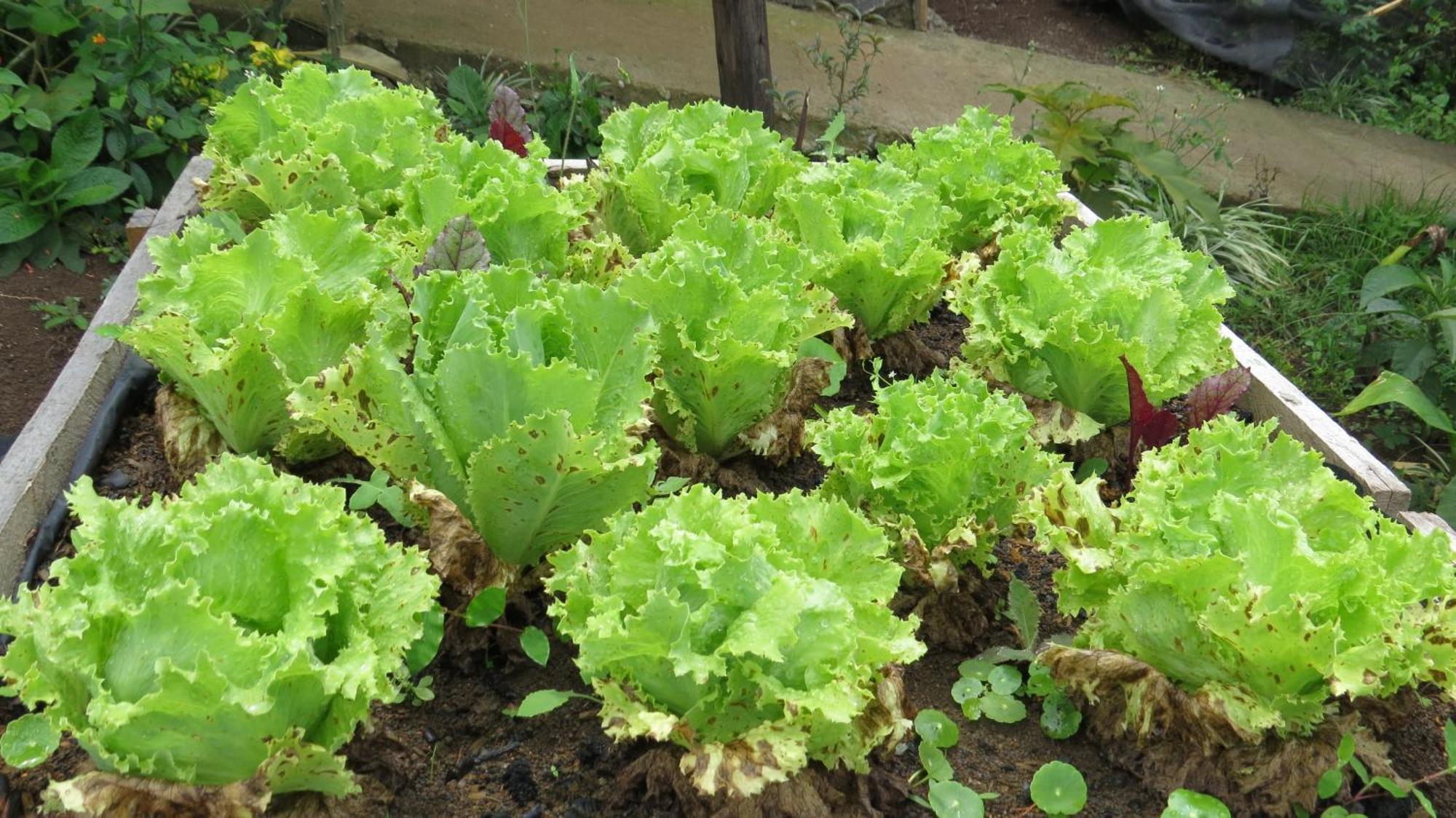 Rinconcito Verde Ujarrás Dış mekan fotoğraf